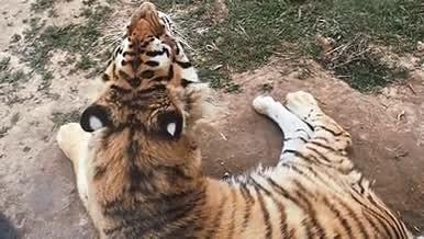 动物园老虎4K高清实拍视频素材视频的预览图